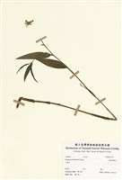 藏品(臺灣寶鐸花)的圖片